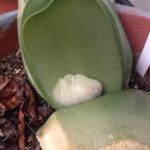 マユハケオモト、、、