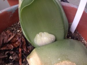 マユハケオモト、、、