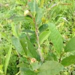 日々追われ、、、