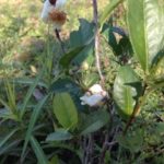 お茶の花が、、、