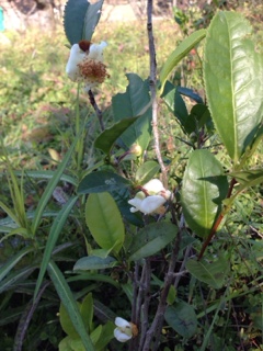 お茶の花が、、、