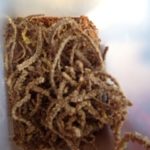 搾りかすの味は、、、