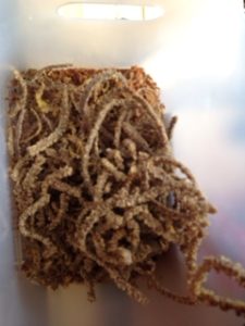 搾りかすの味は、、、