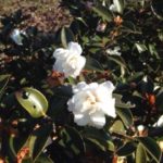 白いお花、、、