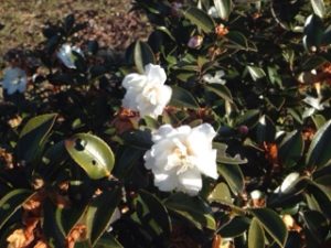 白いお花、、、