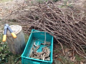 里楽の作業日、、、