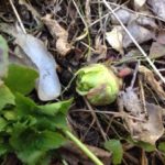 春の訪れ、、、