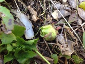 春の訪れ、、、