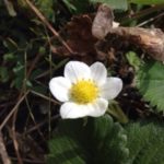 イチゴの花が、、、