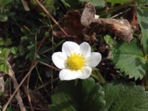 イチゴの花が、、、