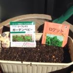 サラダに、、、