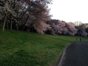 ランキングコース、、、