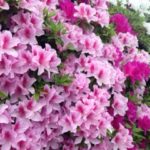 満開です、、、