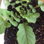 ルッコラ、、、