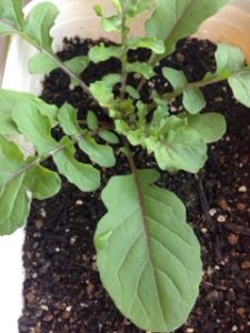 ルッコラ、、、