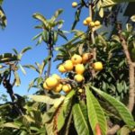 枇杷が、、、、