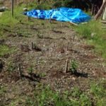 堺のお茶は、、、