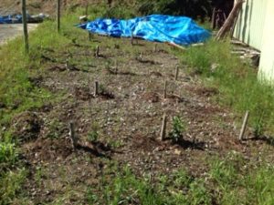 堺のお茶は、、、