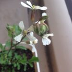 ルッコラの、、、