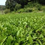 お茶畑デビュー、、、