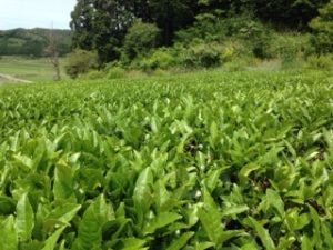 お茶畑デビュー、、、
