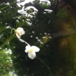 水草の花、、、