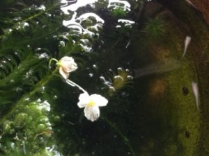 水草の花、、、