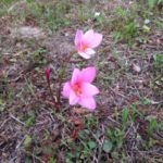 なんて言うお名前のお花、、、、