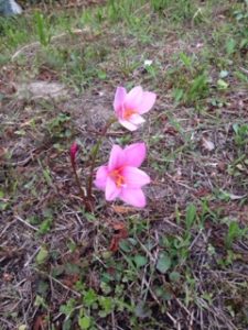 なんて言うお名前のお花、、、、