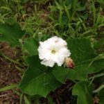 スイカの、、、