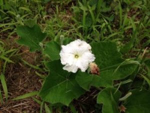 スイカの、、、