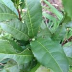 ひょっとして、、、