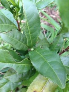 ひょっとして、、、