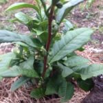 鈴でも無いのに、、、