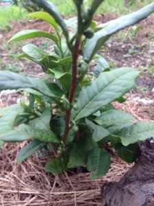 鈴でも無いのに、、、