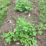 落花生の花、、、