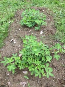 落花生の花、、、