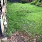 雑草だけは、、、