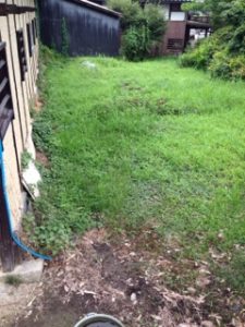 雑草だけは、、、