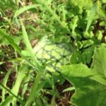 スイカが、、、