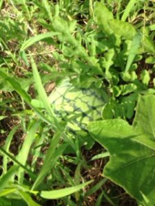 スイカが、、、