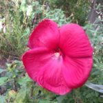 君(花)の名は、、、