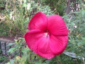 君(花)の名は、、、