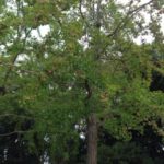 香？？？、、、