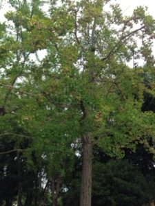 香？？？、、、