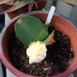 今年のマユハケオモト、、、