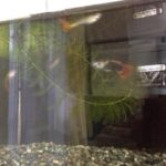 グッピー、、、