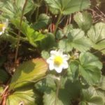 イチゴの花が、、、