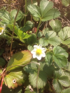 イチゴの花が、、、