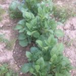 ジャガイモの手入れ、、、